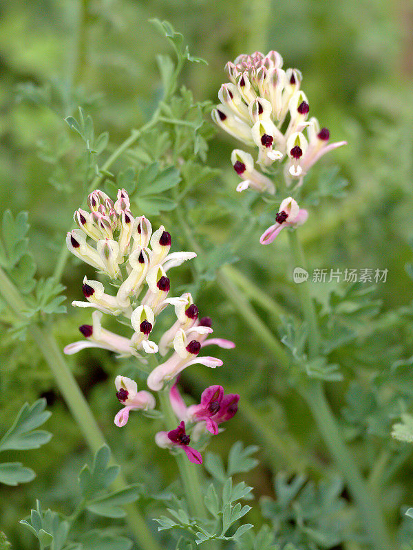 基督之血的花朵(智利的“Hierba de la cullebra”)生长在智利中部